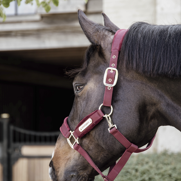 Kentucky kantar Velvet - Bordeaux