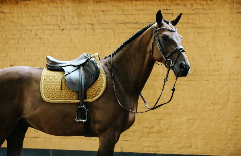 Kentucky czaprak Velvet - Mustard