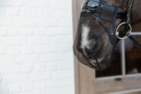 Kentucky maska na nos - Black