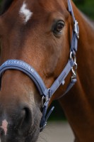 Eskadron kantar Sparkle Double Pin Classic Sports 26 S/S - Orchid