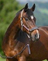 Tommy Hilfiger kantar Yale - Ash