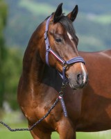 Tommy Hilfiger kantar Yale - Indigo