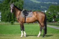 Tommy Hilfiger Equestrian Czaprak Stanford - Ash