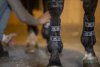 Veredus ochraniacze przednie Carbon Gel Absolute - Czarny