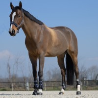 Veredus ochraniacze przednie Olympus Absolute – czarne