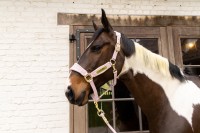 Kentucky kantar Velvet - Soft Rose