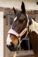 Kentucky kantar Velvet - Soft Rose