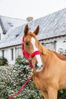 Kentucky kantar Velvet - Red